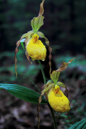 Yellow Lady's Slipper Twin Flowers