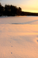 Coyote Tracks at Quabbin Reservoir