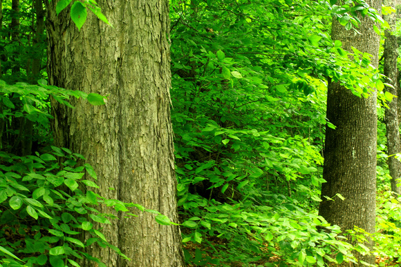 Gifford Woods Sugar Maple White Ash Old Growth
