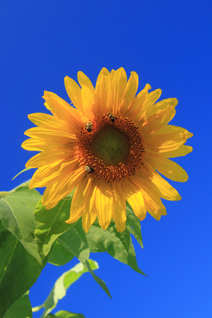 Sunflower and 3 Bees