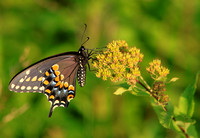 Black Swallowtail side
