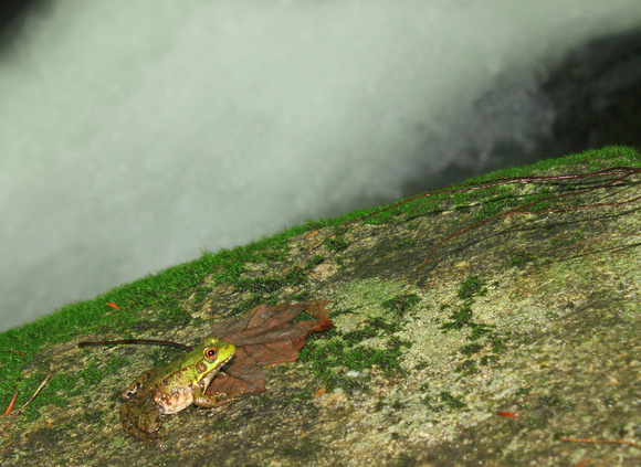 Green Frog at waterfall