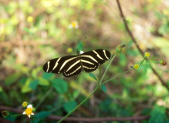 Zebra Longwing Butterfly in Florida