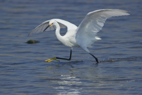 Great Egret Hunting Surf