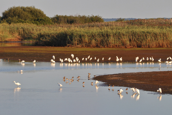 Parker River National Wildlife Refuge Egrets and Shorebirds