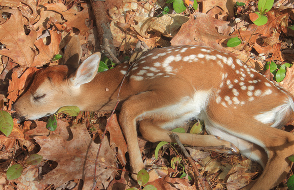 White tailed Deer Fawn in Forest