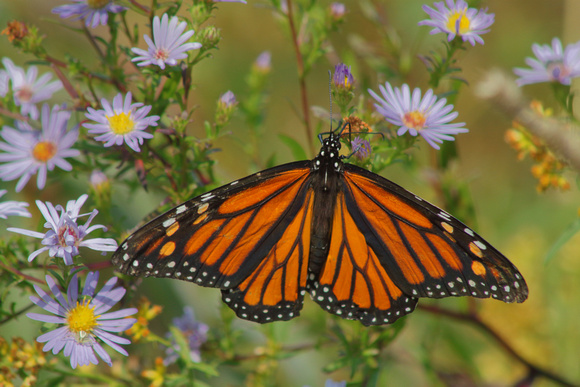 Monarch Butterfly and Asters