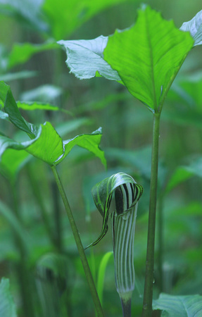 Jack in the Pulpit with leaves
