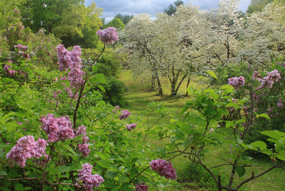 Lilac Land Pelham