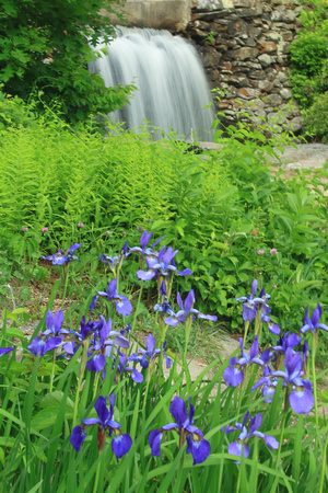 Moore State Park Blue Flag Iris and Waterfall