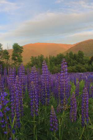 Mount Adams and Lupines