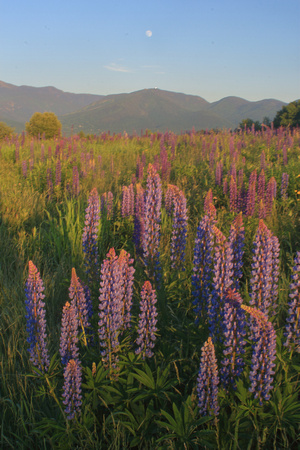 Sugar Hill Lupines and Moon Evening Light