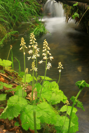 Green Mountain National Forest Stream and Foamflower
