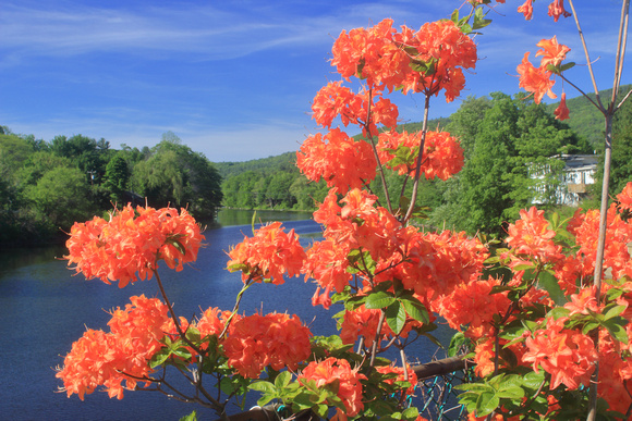 Shelburne Falls Bridge of Flowers Azalea