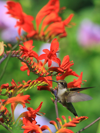 Ruby Throated Hummingbird Bridge of Flowers