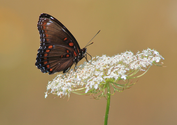 Red Spotted Purple on Queen Annes Lace side view