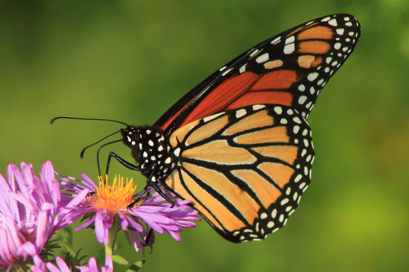 Monarch Butterfly on Aster