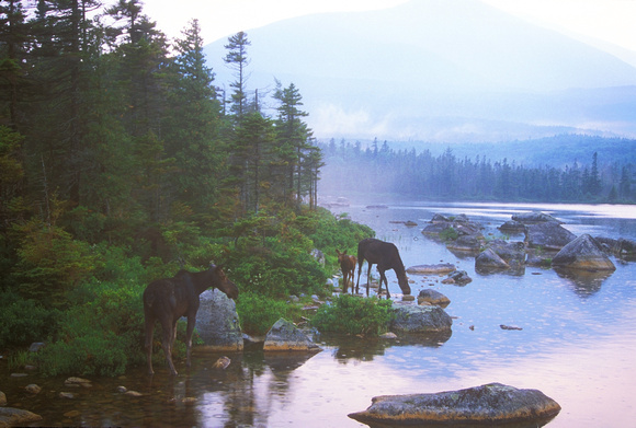 Baxter State Park Moose in Evening Rain