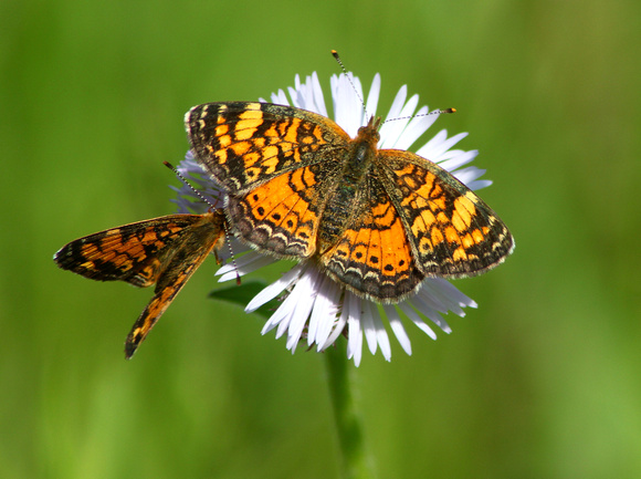 Pearl Crescent Butterflies on Daisy