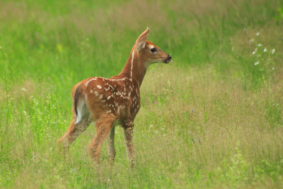 White tailed Deer Fawn in Meadow