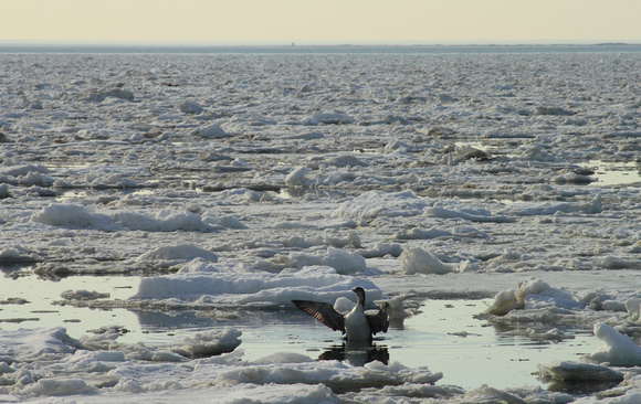 Cape Cod Bay Ice and Loon Truro March 2015