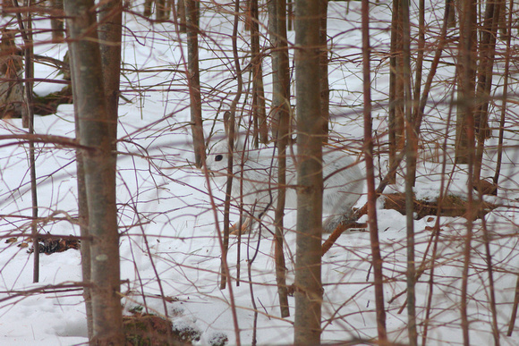 Snowshoe Hare camouflaged in forest