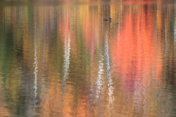 Lake Katherine Foliage and Loon Reflection