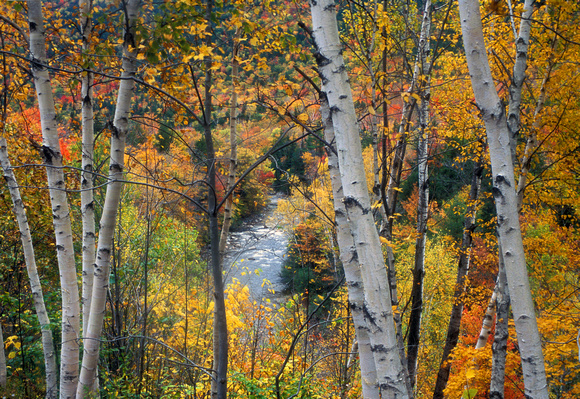 Saco River Birch Trees in Autumn