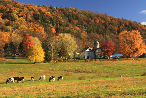 Mount Holyoke Farm and Cows in Autumn
