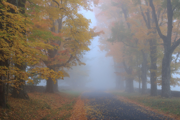 Sugar Maples in Autumn Fog