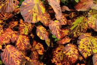 Hobblebush Viburnum Fall Foliage