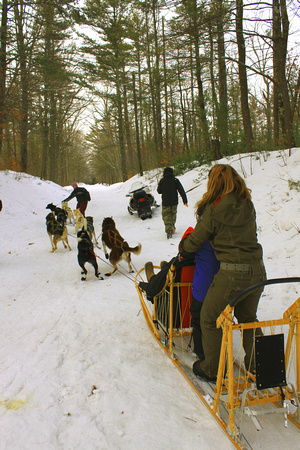 Sled Dogs on trail