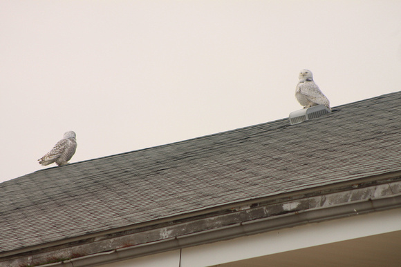 Snowy Owls on Roof