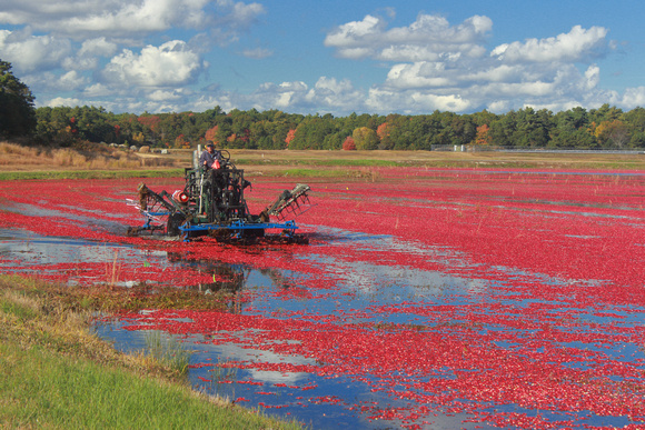 Cranberry Bog Harvest Floating