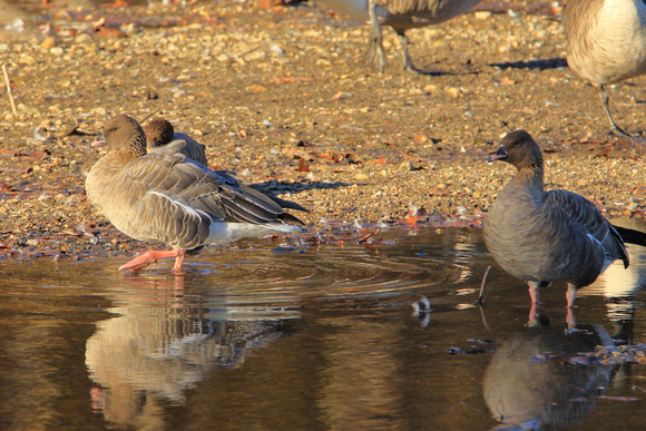 Pink Footed Geese Paradise Pond Nov 2023