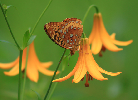 Great Spangled Fritillary on Lily