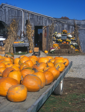 Pumpkins and Farmstand