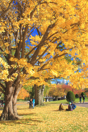 Boston Common Public Garden Ginkgo Tree in Autumn