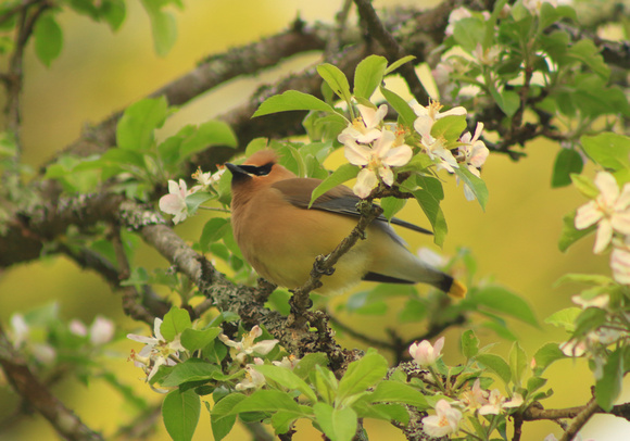 Cedar Waxwing and Apple Blossoms