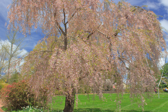 Tower Hill Botanic Garden Cherry Blossoms