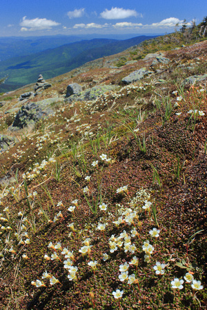 Mount Washington Alpine Zone Wildflowers Diapensa 6620