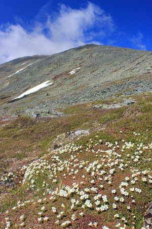 Mount Washington Alpine Zone Wildflowers Diapensa