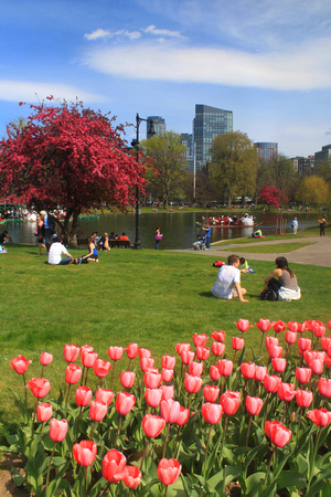 Boston Common Public Garden Spring Afternoon