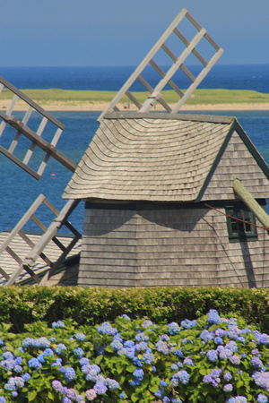Chatham Windmill and Hydrangeas