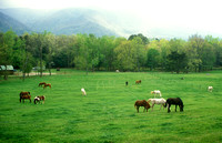 Cades Cove Horses in Fields