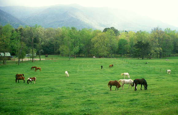 Cades Cove Horses in Fields