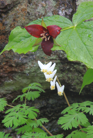 Dutchmans Breeches and Red Trillium Rich Forest