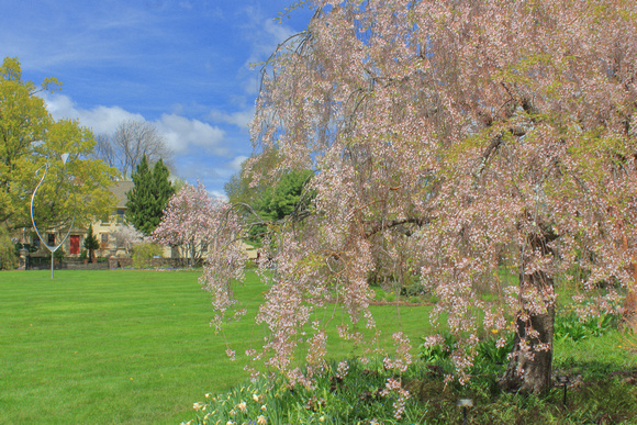 Tower Hill Botanic Garden Cherry