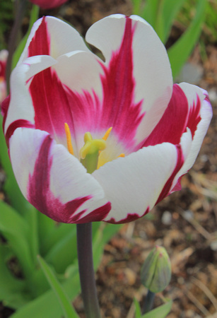 Tulip opening