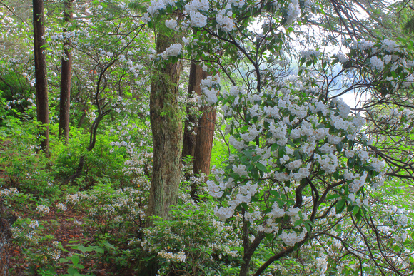 Mountain Laurel Blooms